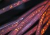 eligibilité fibre internet