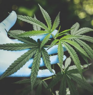 Utiliser des fleurs de CBD
