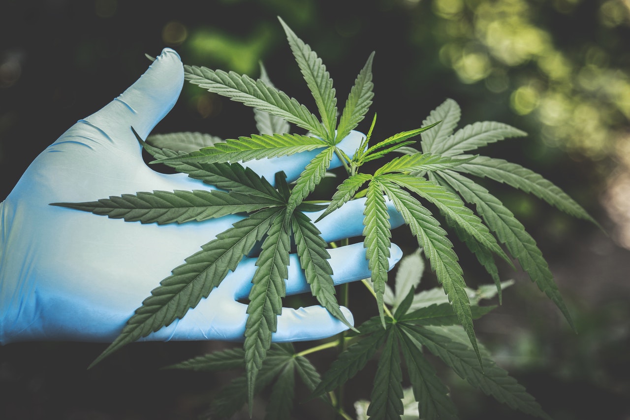 Utiliser des fleurs de CBD