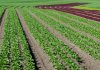 frais de notaire terrain agricole