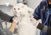 frais de santé pour chat