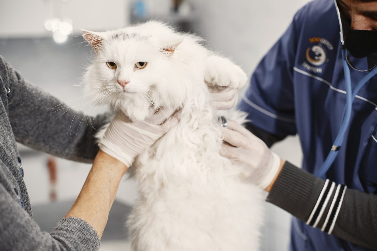 frais de santé pour chat