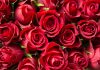 quels fleurs offrir à la Saint Valentin