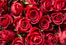 quels fleurs offrir à la Saint Valentin