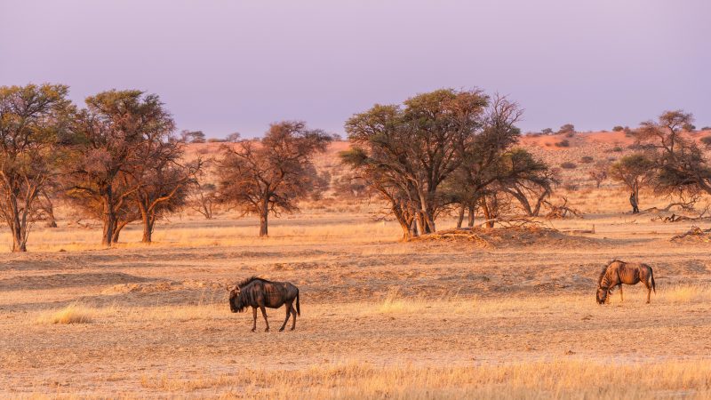desert de kahalari