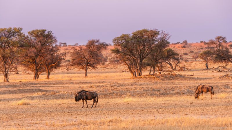 desert de kahalari