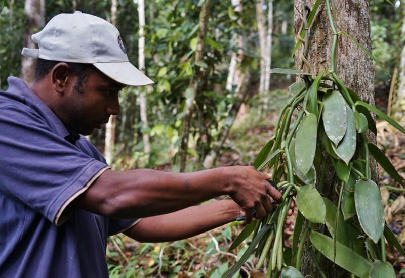 vanille en agroforesterie